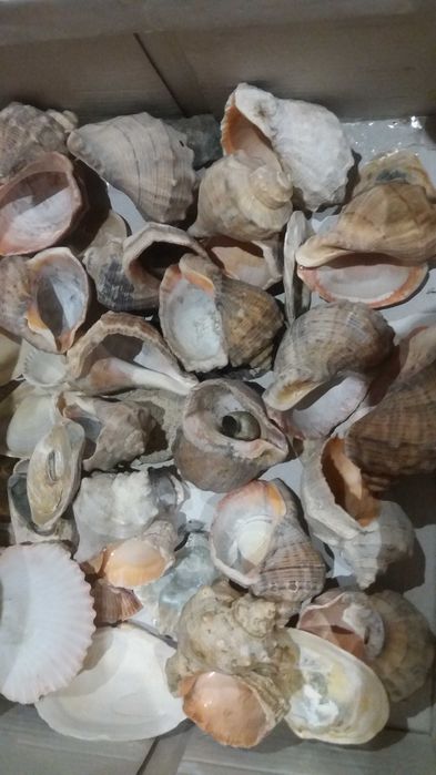 Ракушки для аквариума