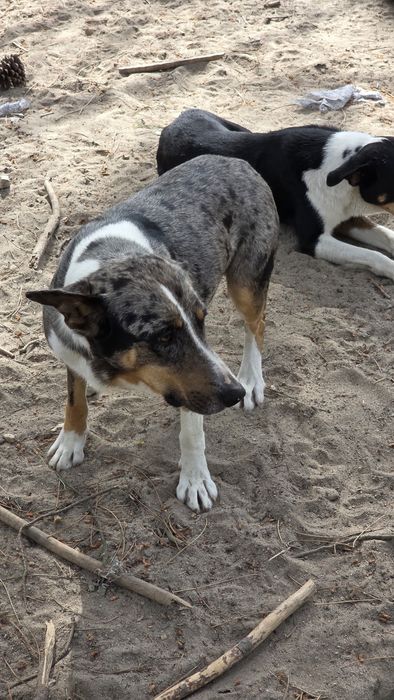 Cães para adoção responsável  M/F