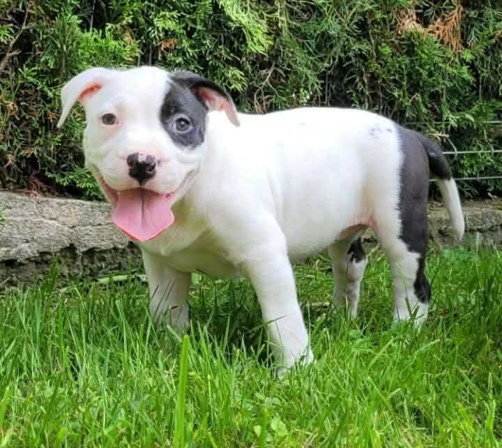 American Bully suczka ABKC