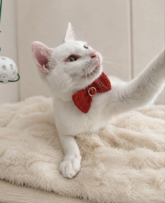 Gatinho para adoção responsável