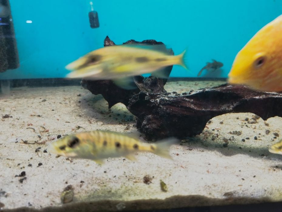 Boulengerochromis microlepis, pielęgnica olbrzymia jezioro Tanganika