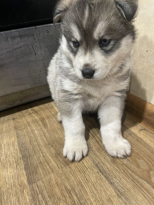 Щенки хаски ,девочка
