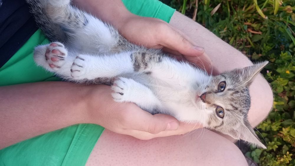 Oddam kotki w dobre ręce