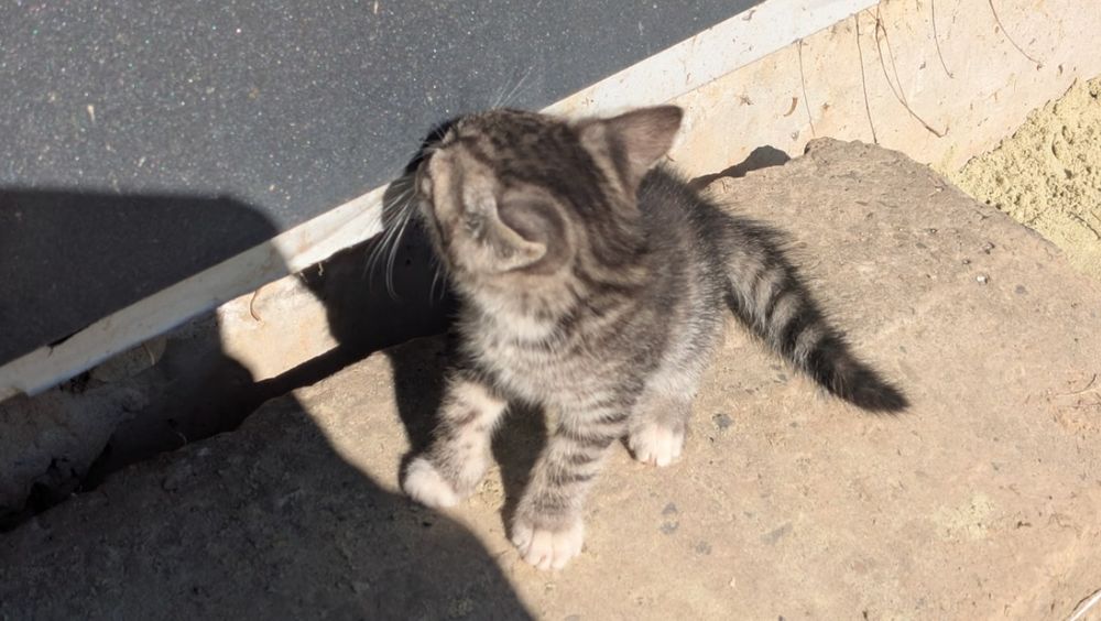 Віддам кицинят 2 місяці,  в добрі руки