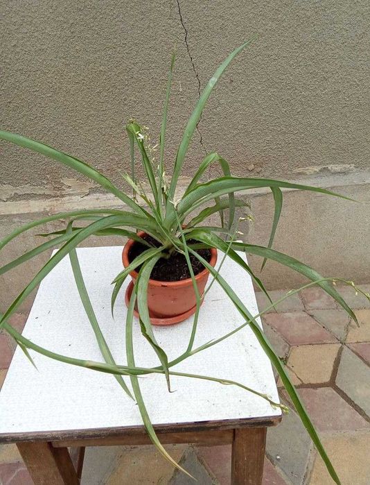 Хлорофітум та сансев'єра - очищувачі повітря для дітей та літніх людей