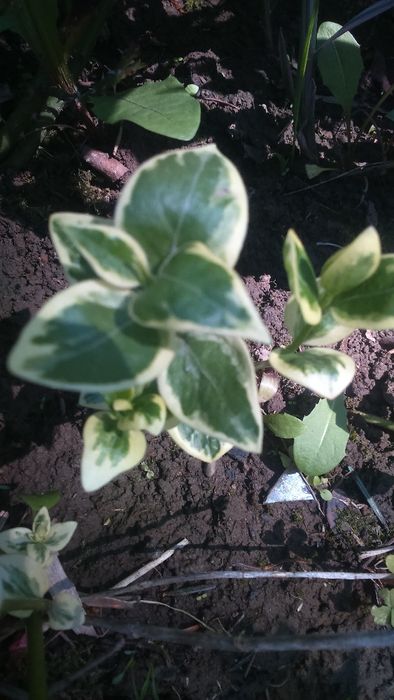 барвінок багаторічник