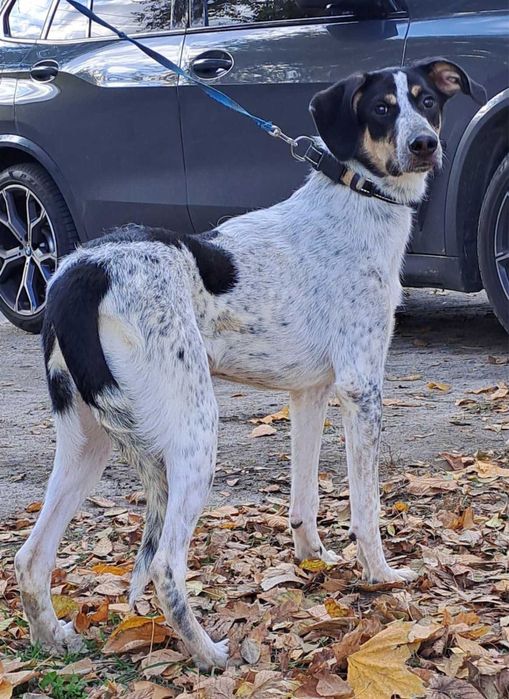 Добра собачка шукає сімю.