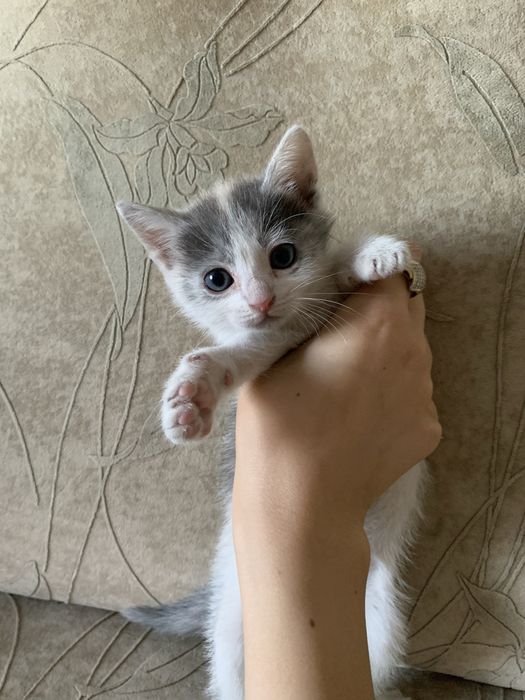 Віддам котика (дівчинка)