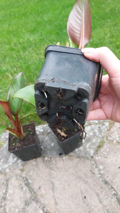 3 szt bananowców Abisyńskich Maurelli