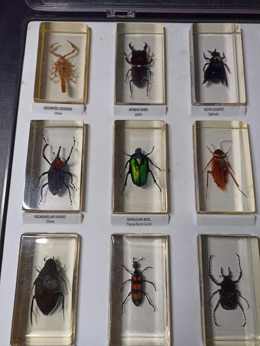 Coleções de insectos