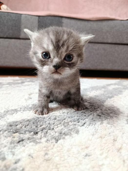 Кошенята блу поінт і срібляста шиншила