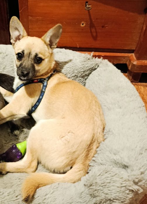 4 кг щастя в добрі руки