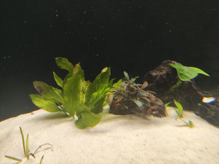 Plantas aquário diversas