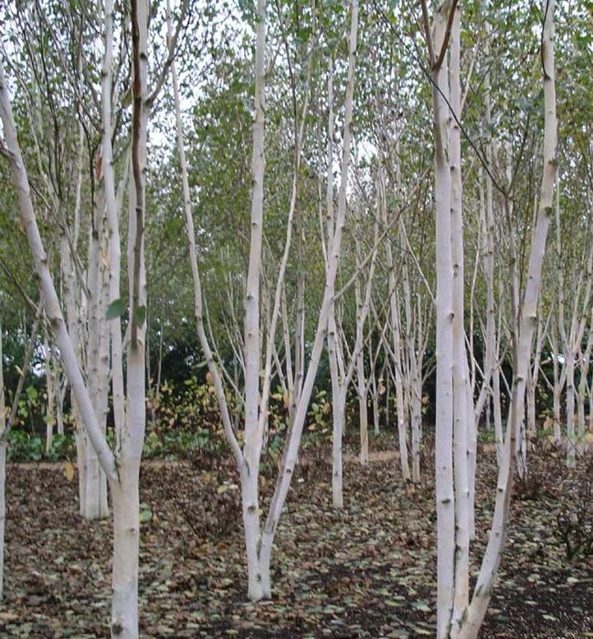 Саженцы нектарин береза и другие