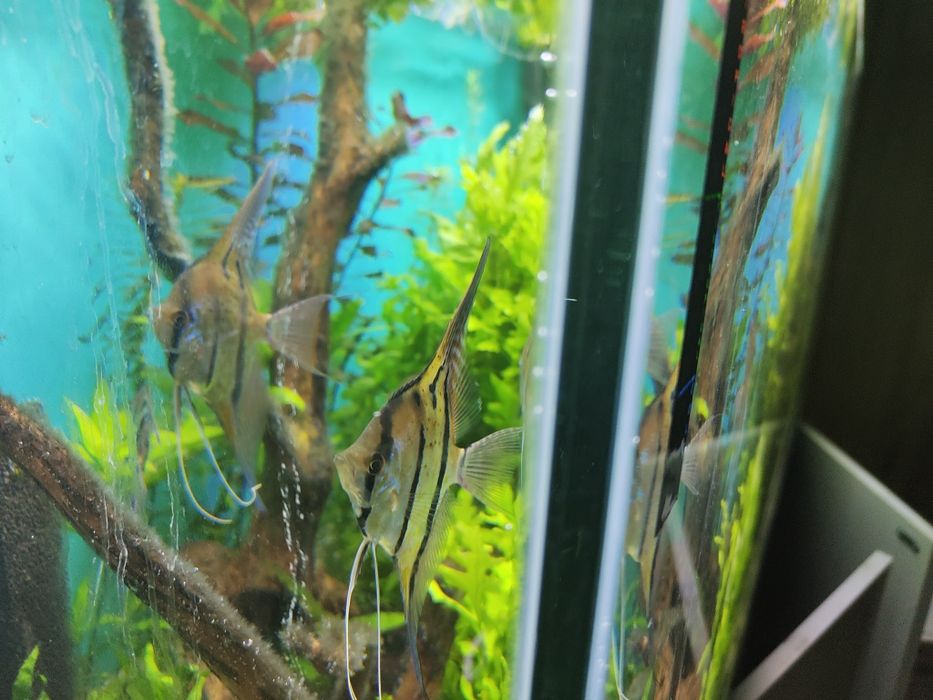 Skalary Peru altum F2