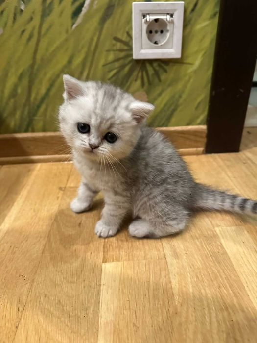 Кошенята, котики срібна шиншила
