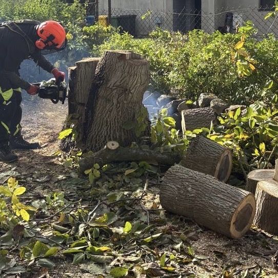 Usługi Arborystyczne | Wycinka Drzew Alpinistyczna, Rębak, Frezowanie | Pruszcz Gdański i okolice