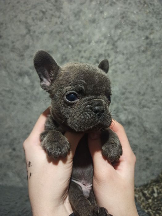 Продам щенков французский бульдог чистокровный