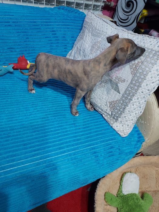 Chart Angielski Whippet piesek