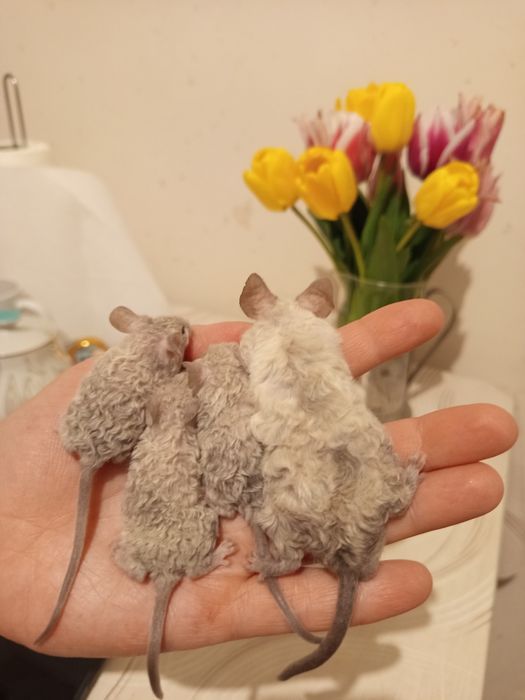 Декоративні кучеряві мишки, миші