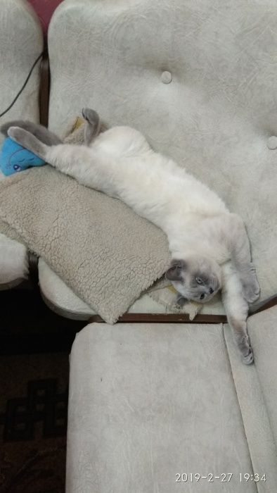 Шотландський прямовухий котик запрошує на в'язку