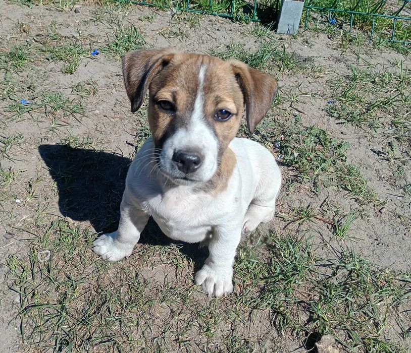 Jack Russel Terrier