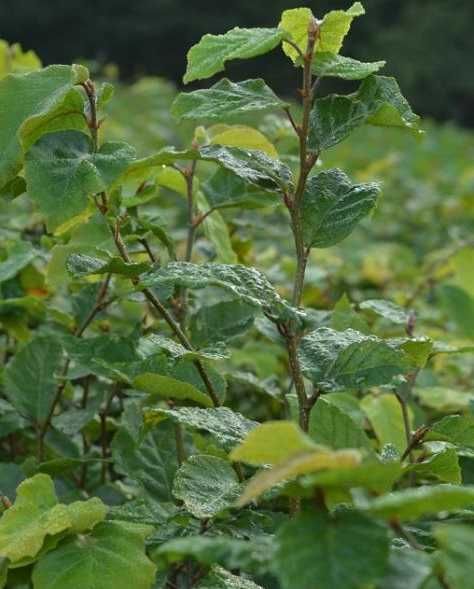 Buk sadzonki buka buczyny sadzonki