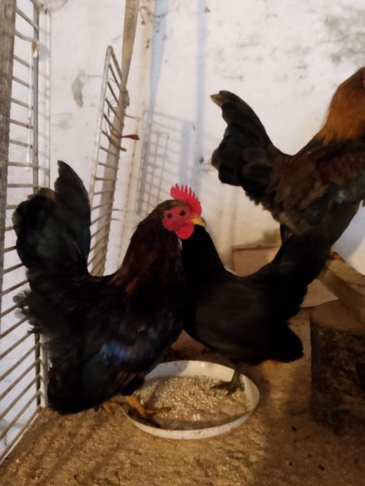 Koguty Serama,Seramy