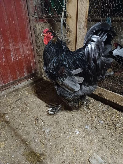 Macho brahma azul