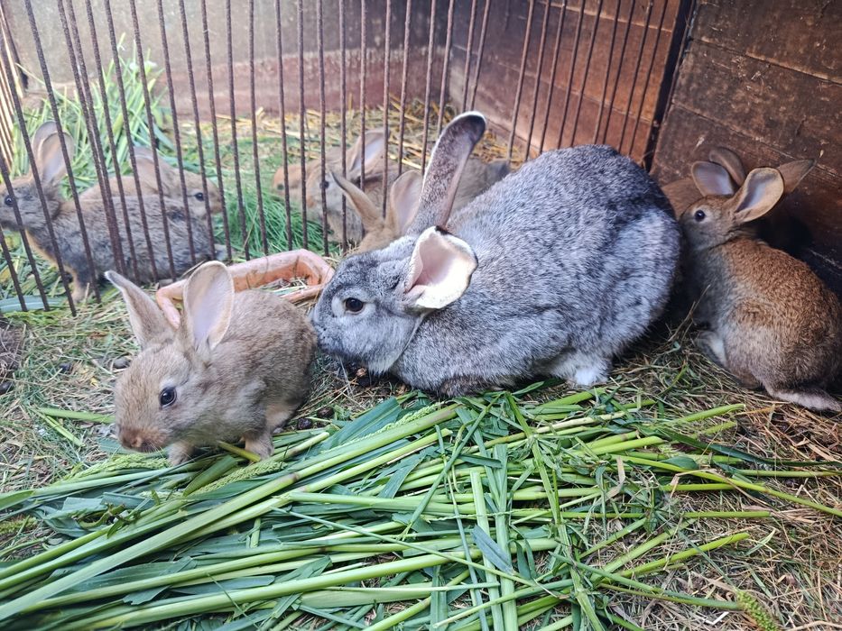 Samica roczna bardzo dobra matka