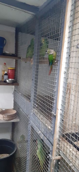 Pirruras molinay macho