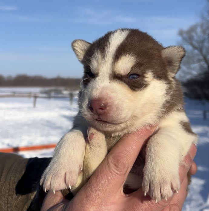 Цуценята  сибірського хаскі. Активні і здорові!