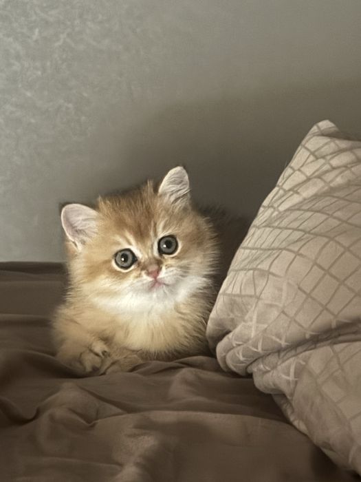 Британська золота шиншила , кошенята ТОП якості!