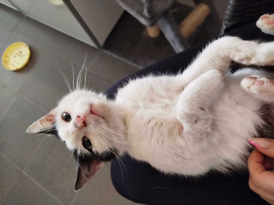 CZAREK adopcja kocurek kot kochany łagodny schronisko