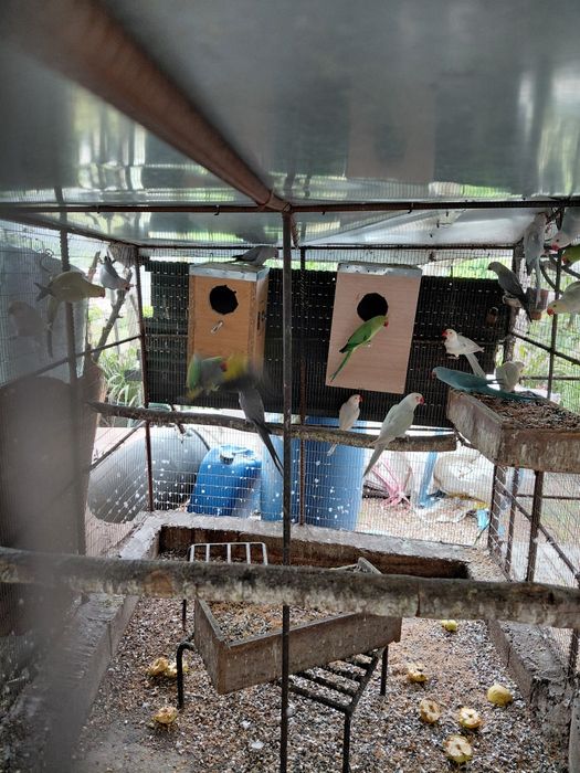 Ringnecks 2024 /2023 /2025