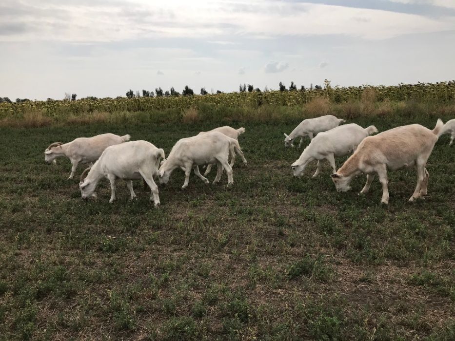 Срочно  продаётся стадо дойных коз