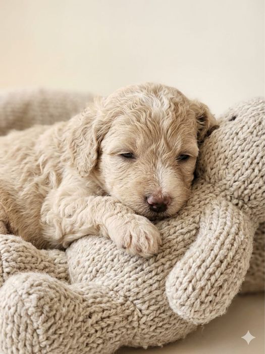 Goldendoodle wyjątkowy chłopiec
