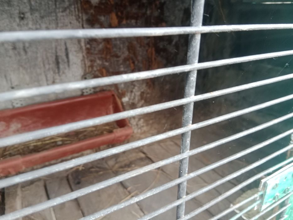 Sprzedam klatkę na kruliki