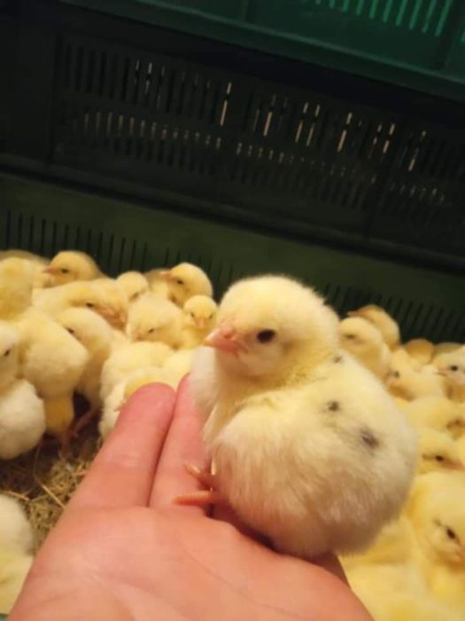 ДоДобові Бройлери КООБ-500