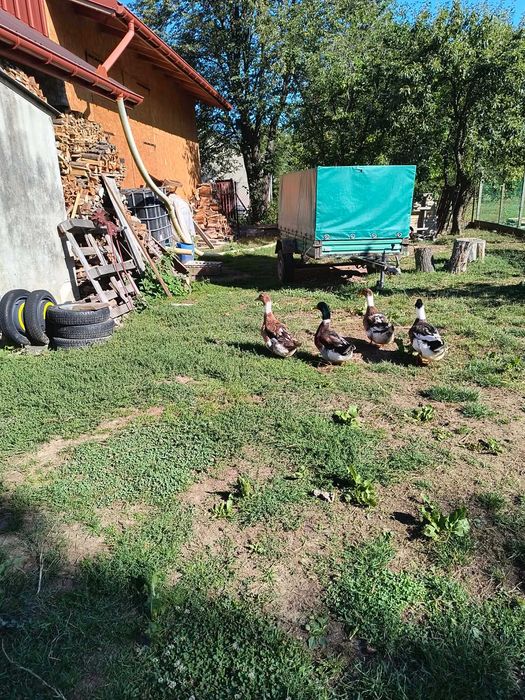 Kogut Zielononużka oraz Kaczki i Kaczory Staropolskie  + jajka od kaczek gratis