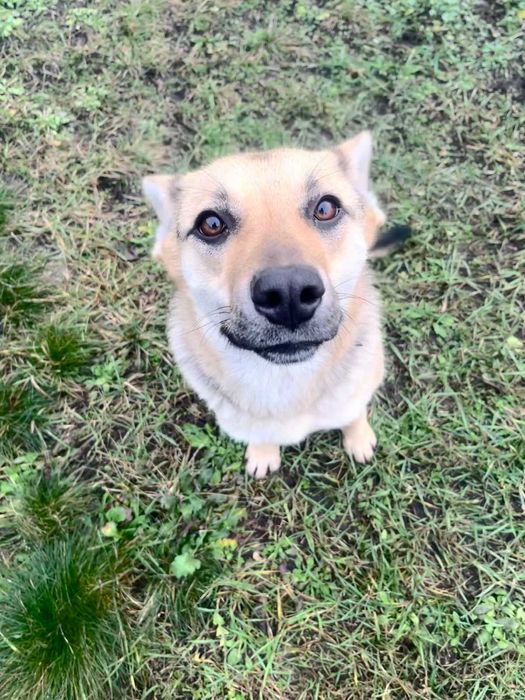 Собака компаньйон шукає друга