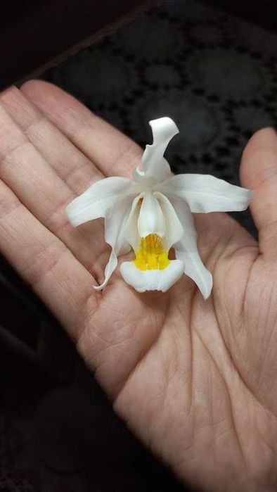 Orquídea Noiva Típica.