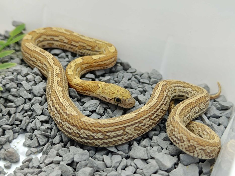 Wąż zbożowy / Samica / Odmiana: Honey Tessera het stripe, ph. 50% lavender / ID: P14