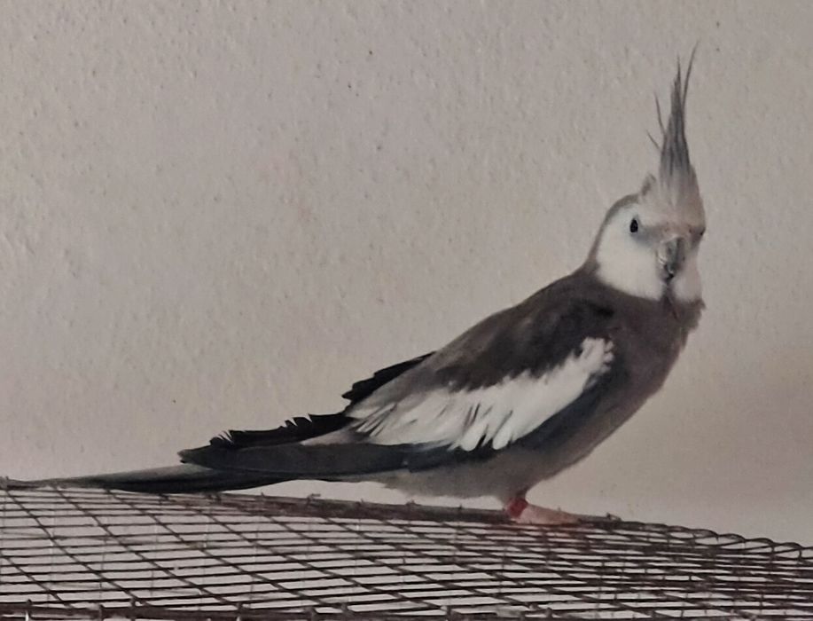 Caturras malhadas arlequim e face-branca