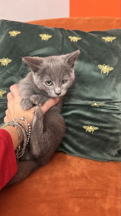 Котик шукає сімʼю. Віддам у добрі руки.