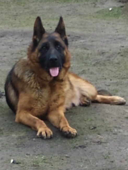 Продам цуценят німецької вівчарки