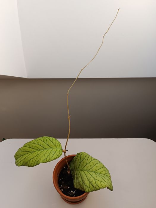 Hoya hoja Meredithii Ted Green ukorzeniona