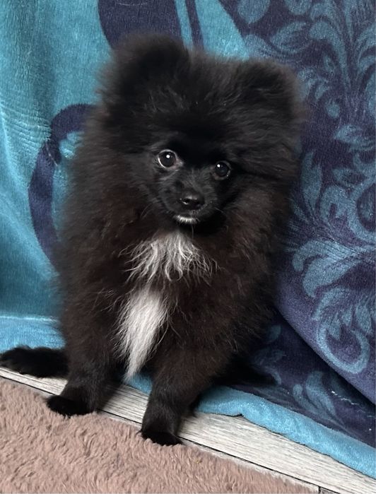 Zarezerwowana. Sprzedam czarną suczkę szpica miniaturowego
