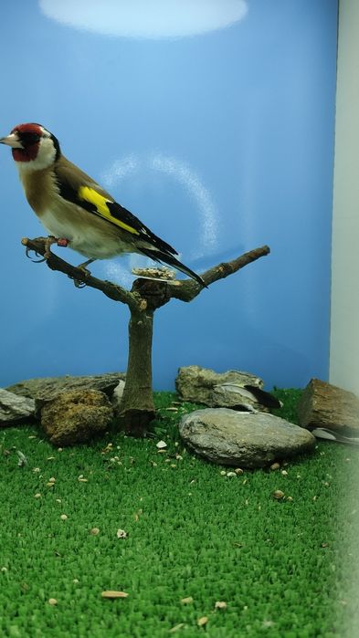 Major clássicos e com mutação