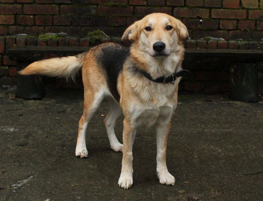 Zina- młoda suczka do adopcji!